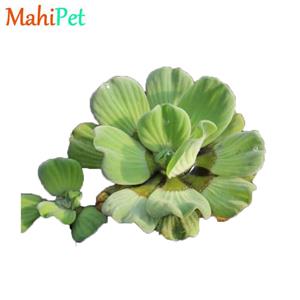 گیاه کاهو آبی بزرگ (15 سانت) کد 58341