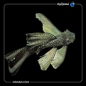ماهی کت پوزه بوته ای مشکی باله بلند
