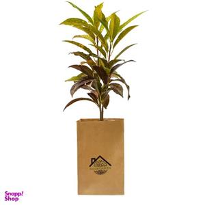 گیاه آپارتمانی کروتن ملکی گاردن مدل MG01