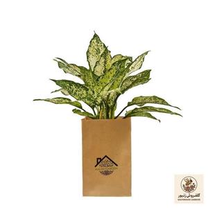 گیاه طبیعی آگلونما سفید ملکی گاردن مدل MG08