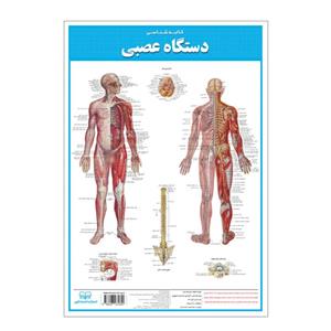 پوستر آموزشی انتشارات اندیشه کهن مدل کالبدشناسی دستگاه عصبی کد 35-50