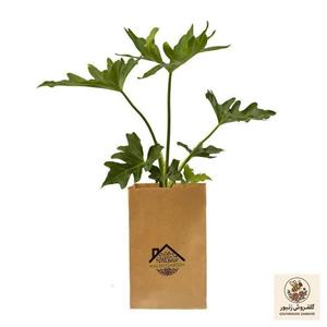 گیاه طبیعی برگ انجیری ملکی گاردن مدل MG010