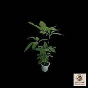 گیاه طبیعی شفلرا آمیت مدل shfa-2