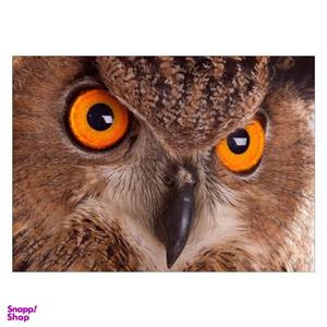 تابلو شاسی ونسونی طرح Eagle Owl Eye سایز 30x40 سانتی متر