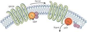 پاورپوینت نقش های پیام رسانی GPCRs در رونویسی ژن و بیولوژی سرطان