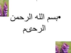 پاورپوینت باریک برگ