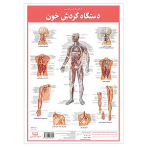 پوستر آموزش انتشارات اندیشه کهن مدل آناتومی کالبدشناسی دستگاه گردش خون