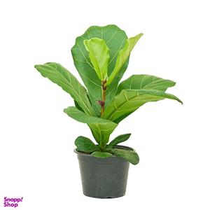 گیاه طبیعی آپارتمانی فیکوس لیراتا کد FL12