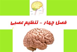 پاورپوینت فصل چهارم علوم تجربی پایه هشتم تنظیم عصبی