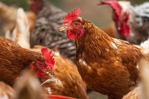 پاورپوینت آنفلوانزای پرندگان