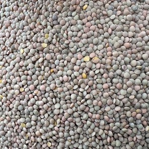 عدس ریز درجه 1 - 1000 گرم
