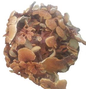قارچ گانودرما زرد فله خشک آسیاب نشده