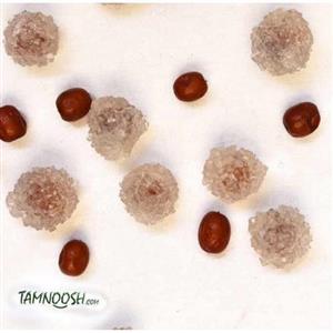 نبات میوه عناب  tamnoosh 30 عددی 