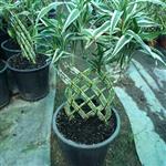 گیاه بامبو بافت به همراه خاک کد 108