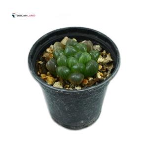 هاورتیا کوپری سایز 6 کد PTL-370