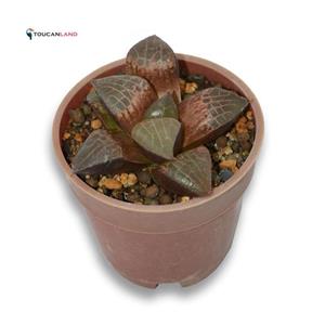 هاورتیا بایری کد PTL-381