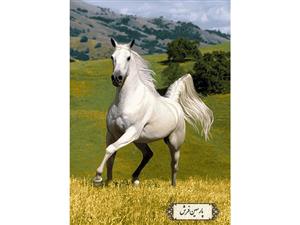 نخ و نقشه تابلو فرش دستبافت اسب سفید- کد NH3521
