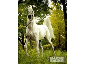 نخ و نقشه تابلو فرش طرح اسب سفید- کد NH3502