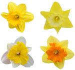 پیاز گل نرگس هلندی Narcissus – سه رنگ