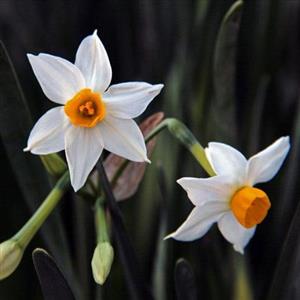 پیاز گل نرگس مسکین