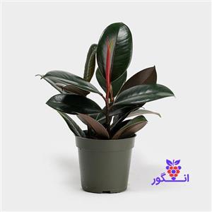 فیکوس الاستیکا بلک سایز کوچک (45 – 50 سانتی)