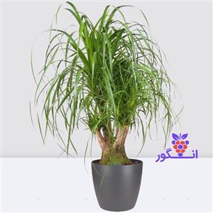 گیاه آپارتمانی لیندا 4 شاخه (سایز 90 – 100 سانتی)