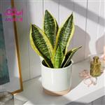 دسته گل The Snake Plant (ارسال گل به آلمان)