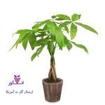 گیاه Good Luck Money Tree (ارسال گل به امریکا)