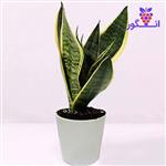 گیاه گلدانی Sansevieria (دبی و امارات)