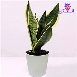 گیاه گلدانی Sansevieria (دبی و امارات) 