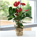 گیاه گلدانی Anthurium (دبی و امارات)