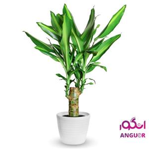 گلدان dracenaplant (ارسال گل به ایتالیا 