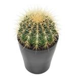 گل آپارتمانی Green Cactus (ارسال گل به اتریش)