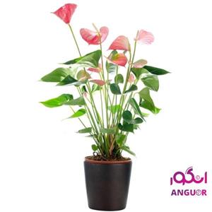 گلدان آنتوریوم  (ارسال گل به ایتالیا )