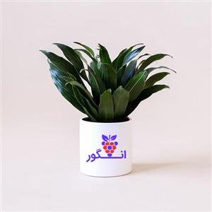 گلدان هدیه دراسنا کامپکت کوچک (سایز 15- 25 سانتی)