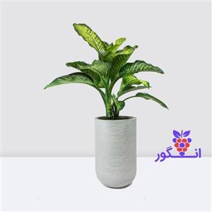 گلدان گل دیفن باخیا (سایز 85 – 95 سانتی متر)