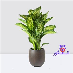 گیاه آپارتمانی دیفن باخیا ( سایز 65 – 85 سانتی)