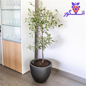 گلدان گیاه فیکوس بنجامین ابلق بزرگ ( سایز 100 – 110 سانتی)