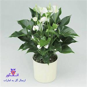 گیاه آپارتمانی آنتوریوم (ارسال به دبی و امارات)