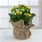 گلدان کالانکوئه  بهاری رنگ زرد (ارسال به دبی و امارات)