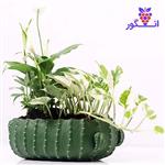 گلدان Spathiphyllum and Scindapsus (ارسال به دبی و امارات) 