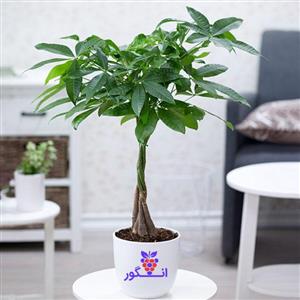 درخت پول (پاچیرا) با تنه بافت (سایز 80 – 90 سانتی)