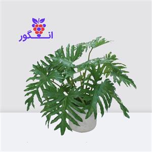 فیلودندرون برگ انجیری یا برگ انجیری فر ( سایز 90 – 100 سانتی)