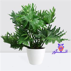 فیلودندرون برگ انجیری یا برگ انجیری فر ( سایز 90 – 110 سانتی)