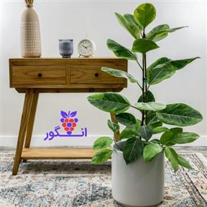 گلدان فیکوس التیسیما یا فیکوس ابلق ( سایز 50 – 60 سانتی)