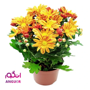 گلدان داوودی(ارسال گل به ایتالیا)