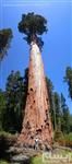 2 بذر سکویای غول پیکر Giant sequoia