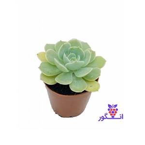 آچوریا لولا ( Echeveria Lola )