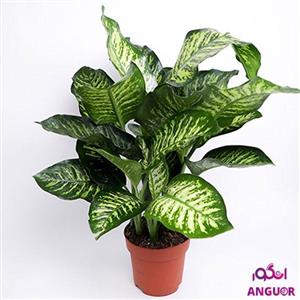 گلدان دیفن باخیا (دبی و امارات)