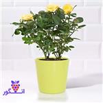 گلدان رز مینیاتوری زرد بهاری (دبی و امارات)